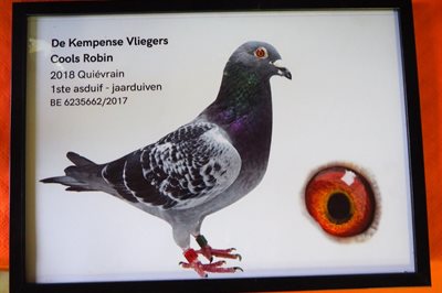2019-03-09-coolsrobin-1.jpg | Pitts