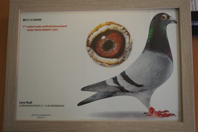 pitts-asduif2021-lensrudi-pitts-foto-1-pitts.jpg | Pitts