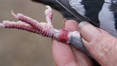 goed-voor-pitts.jpg | Pitts